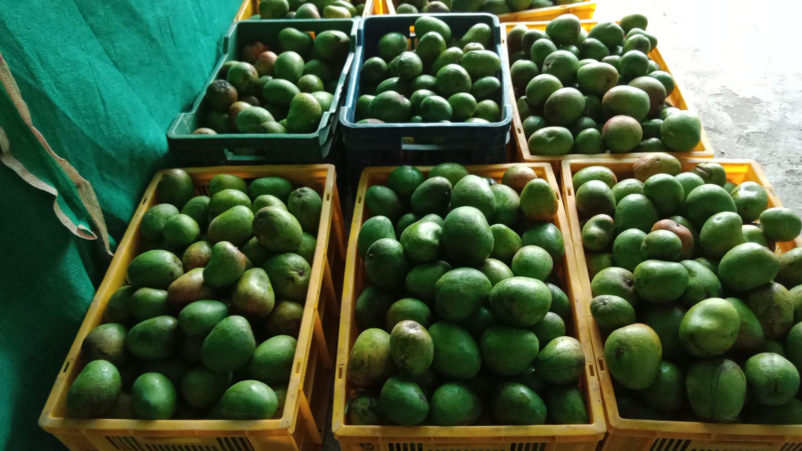 Sourcing Raw Mangoes